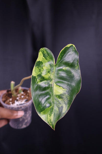 Philodendron Burle Marx variegated *Grower's Choice*