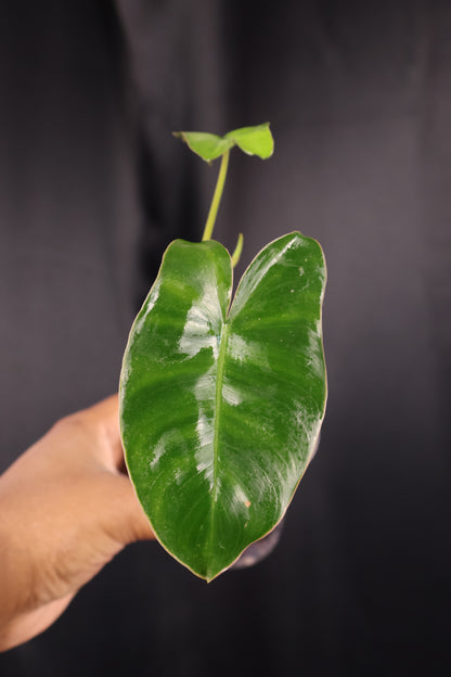 Philodendron Burle Marx *Grower's Choice*
