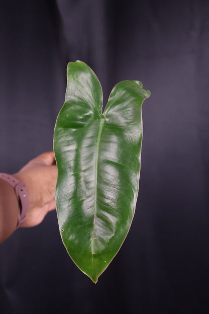Philodendron Burle Marx *Grower's Choice*