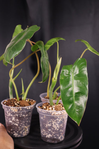 Philodendron Burle Marx *Grower's Choice*
