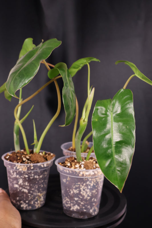 Philodendron Burle Marx *Grower's Choice*