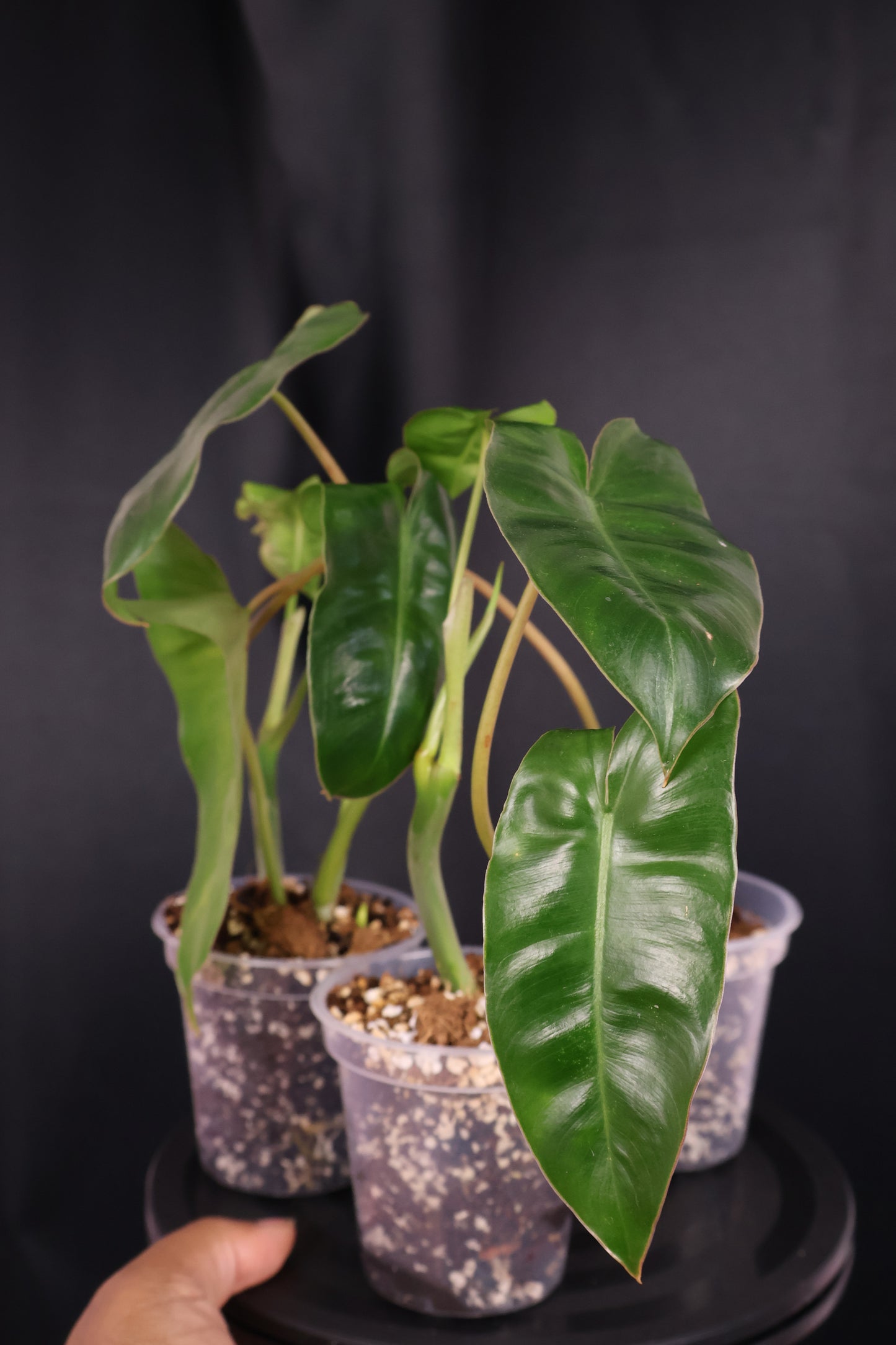 Philodendron Burle Marx *Grower's Choice*