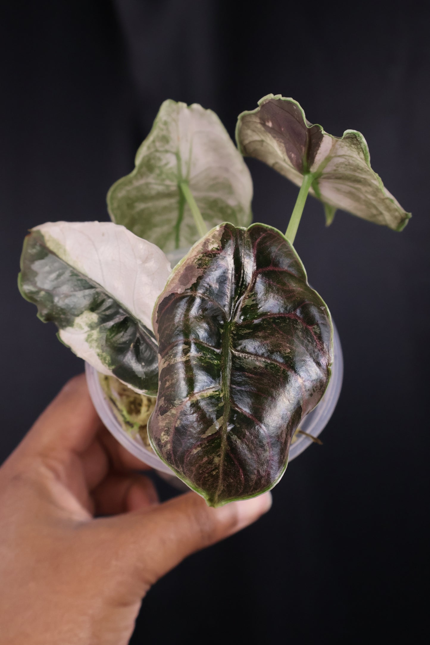 Alocasia azlanii pink albo (m04-A)