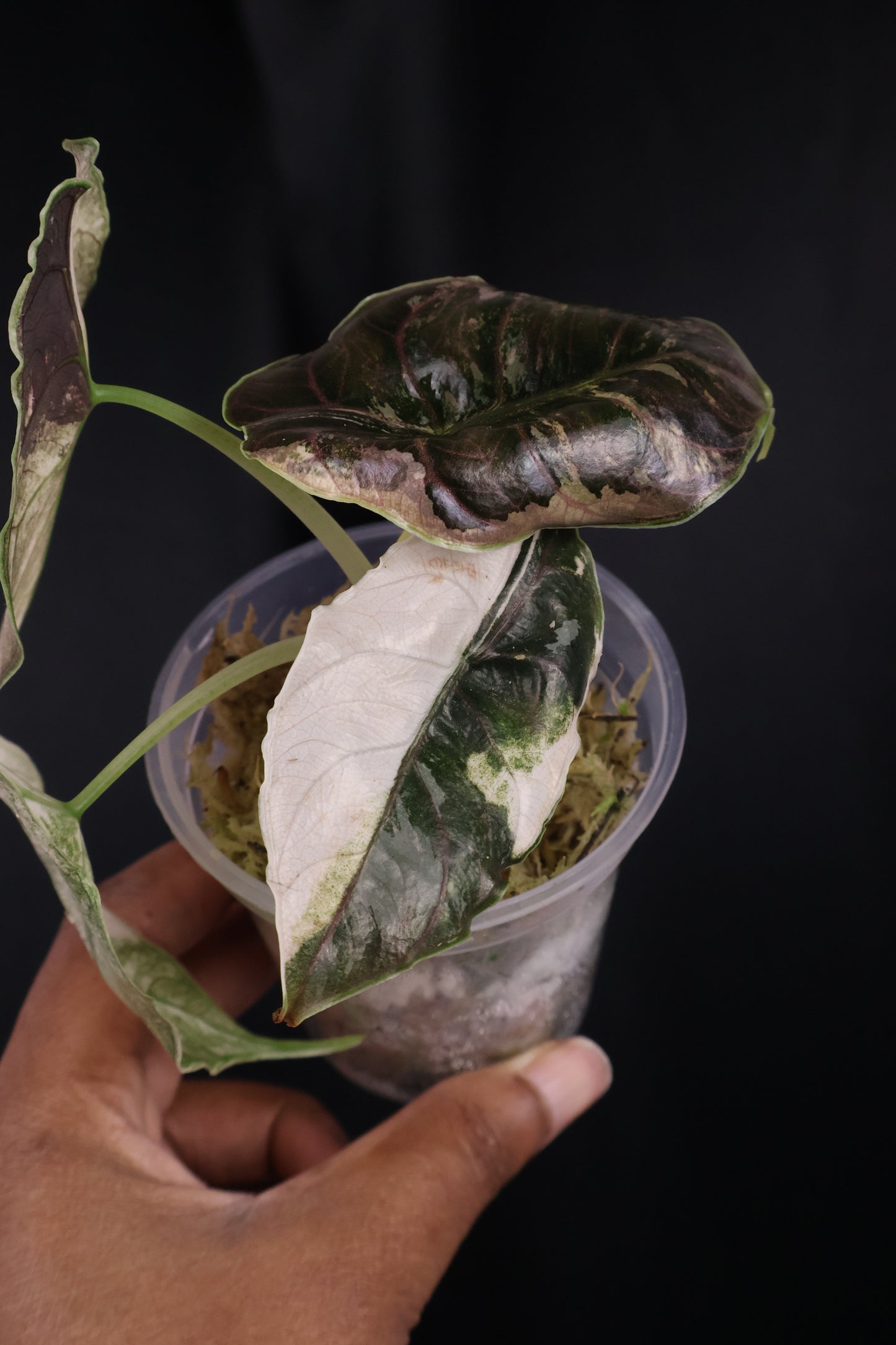 Alocasia azlanii pink albo (m04-A)