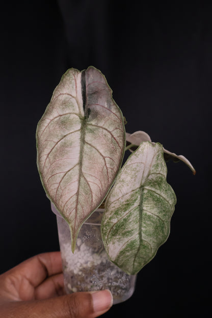 Alocasia azlanii pink albo (m04-A)