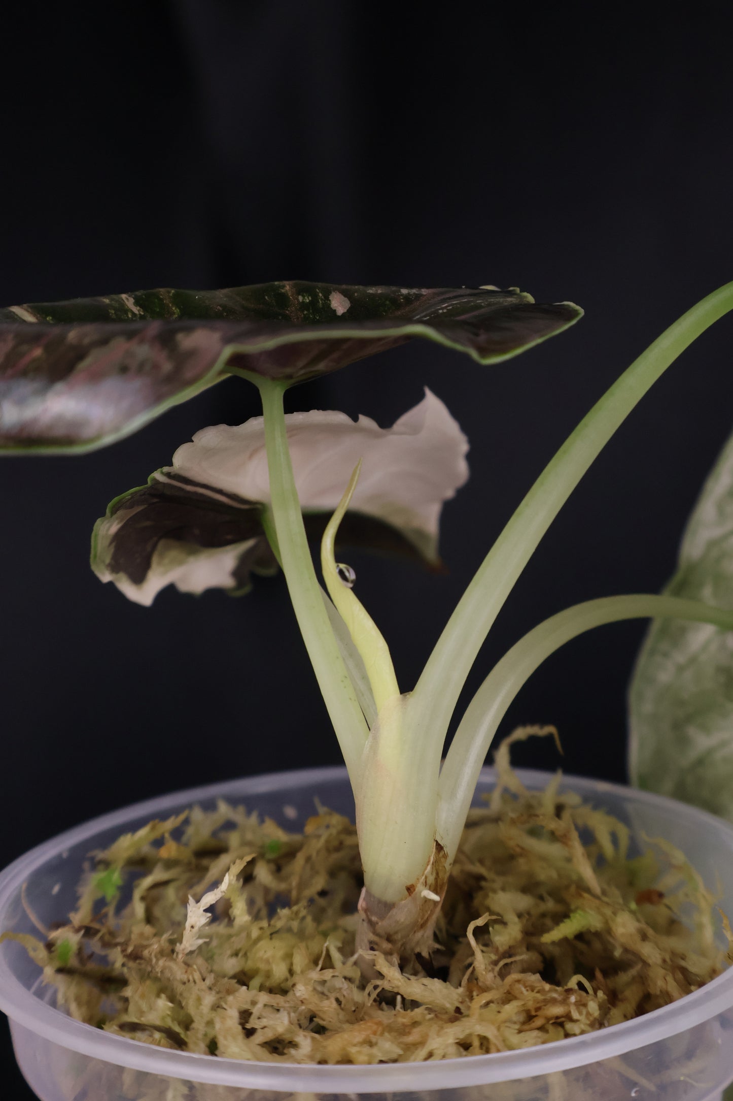 Alocasia azlanii pink albo (m04-A)