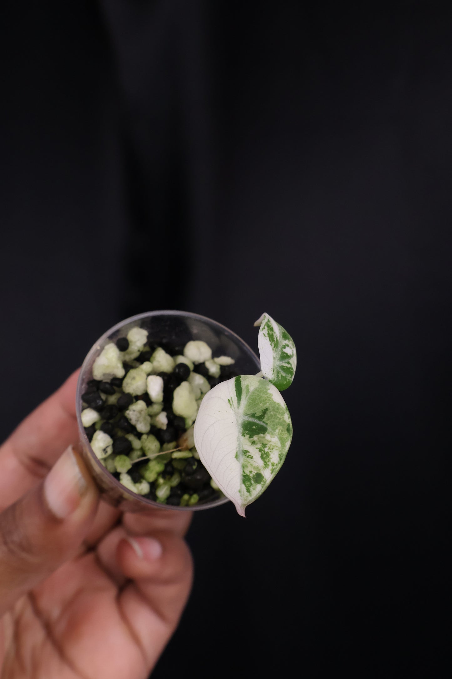 Alocasia Black Velvet pink albo (m04-A)