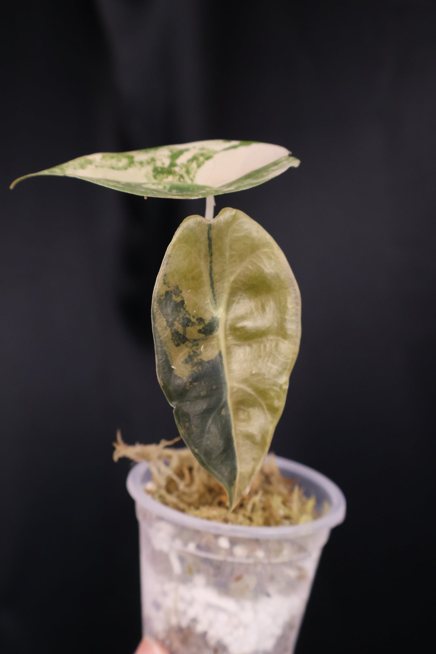 Alocasia 'Sedenii' gold (m04-A)