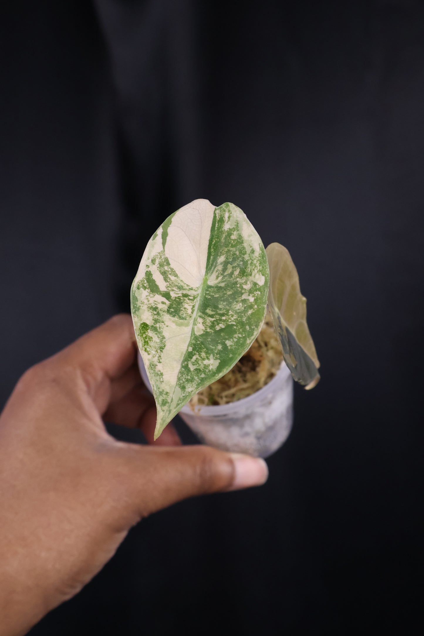 Alocasia 'Sedenii' gold (m04-A)