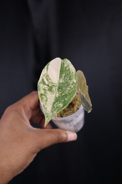 Alocasia 'Sedenii' gold (m04-A)