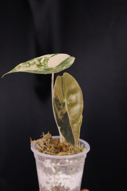 Alocasia 'Sedenii' gold (m04-A)
