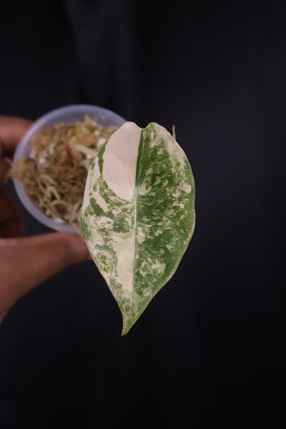 Alocasia 'Sedenii' gold (m04-A)