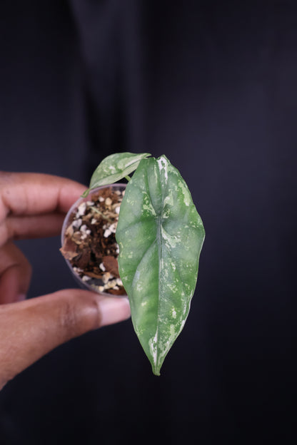 Alocasia 'Simpo' albo (m04-A)