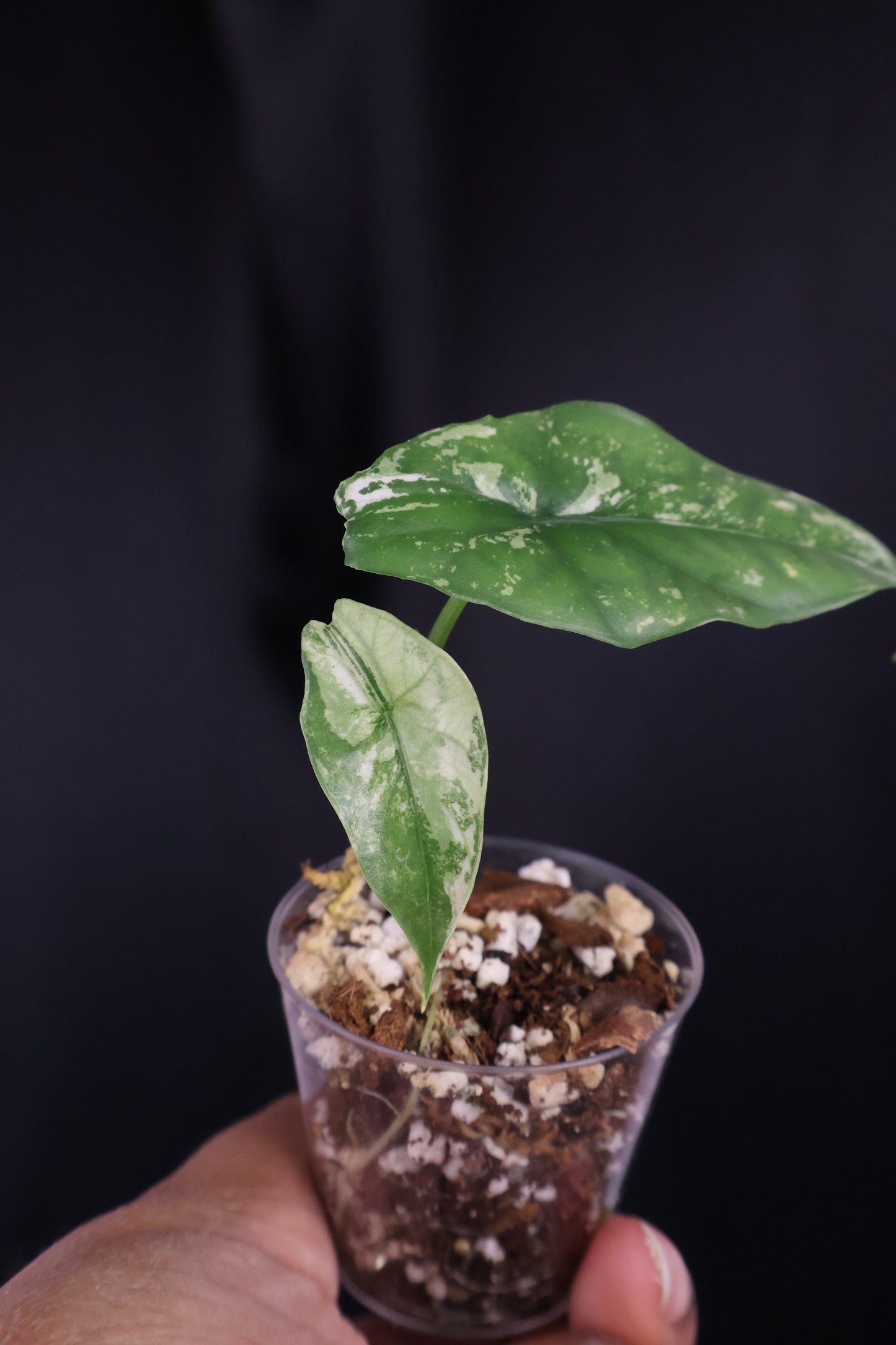 Alocasia 'Simpo' albo (m04-A)