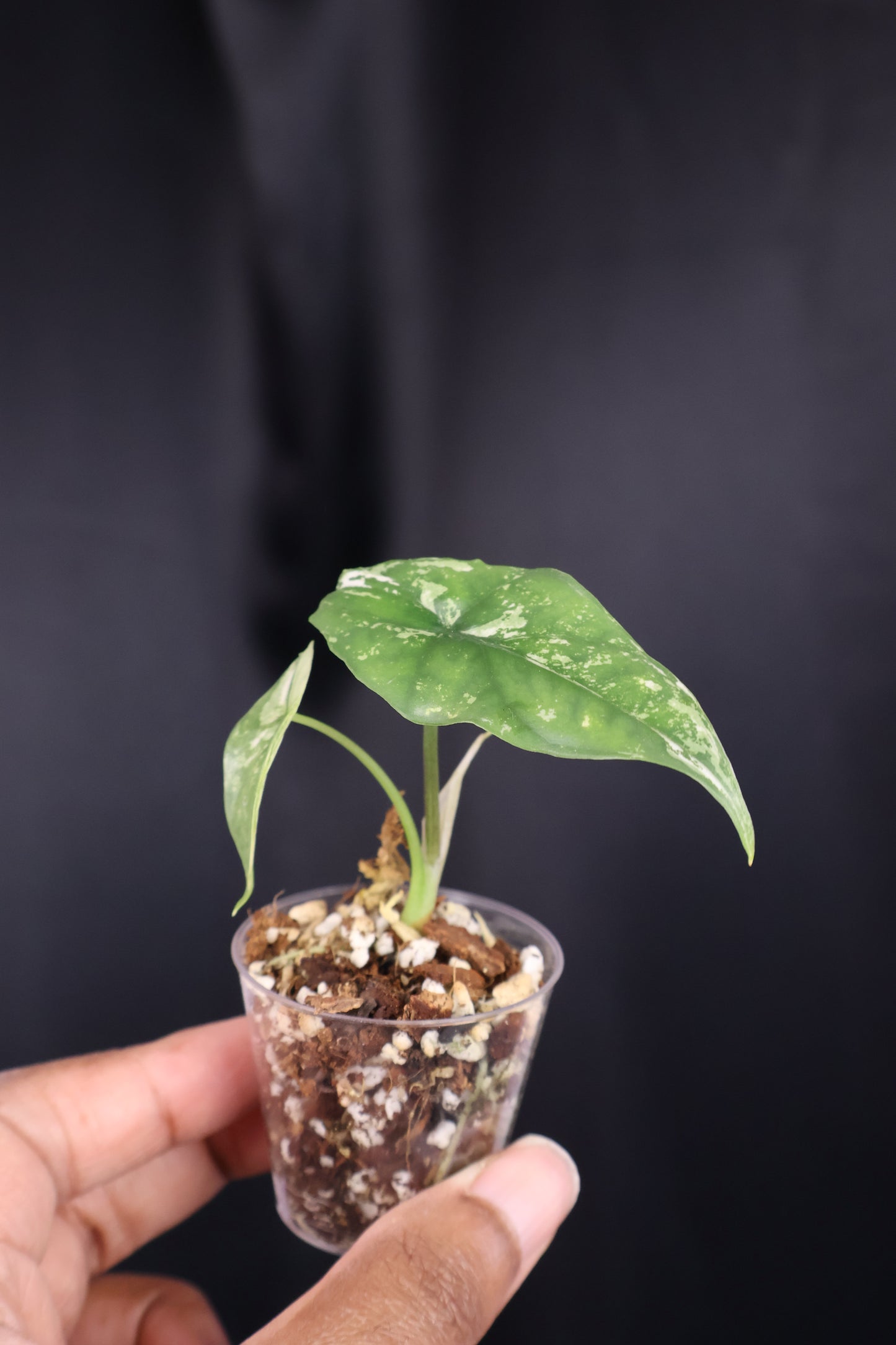 Alocasia 'Simpo' albo (m04-A)