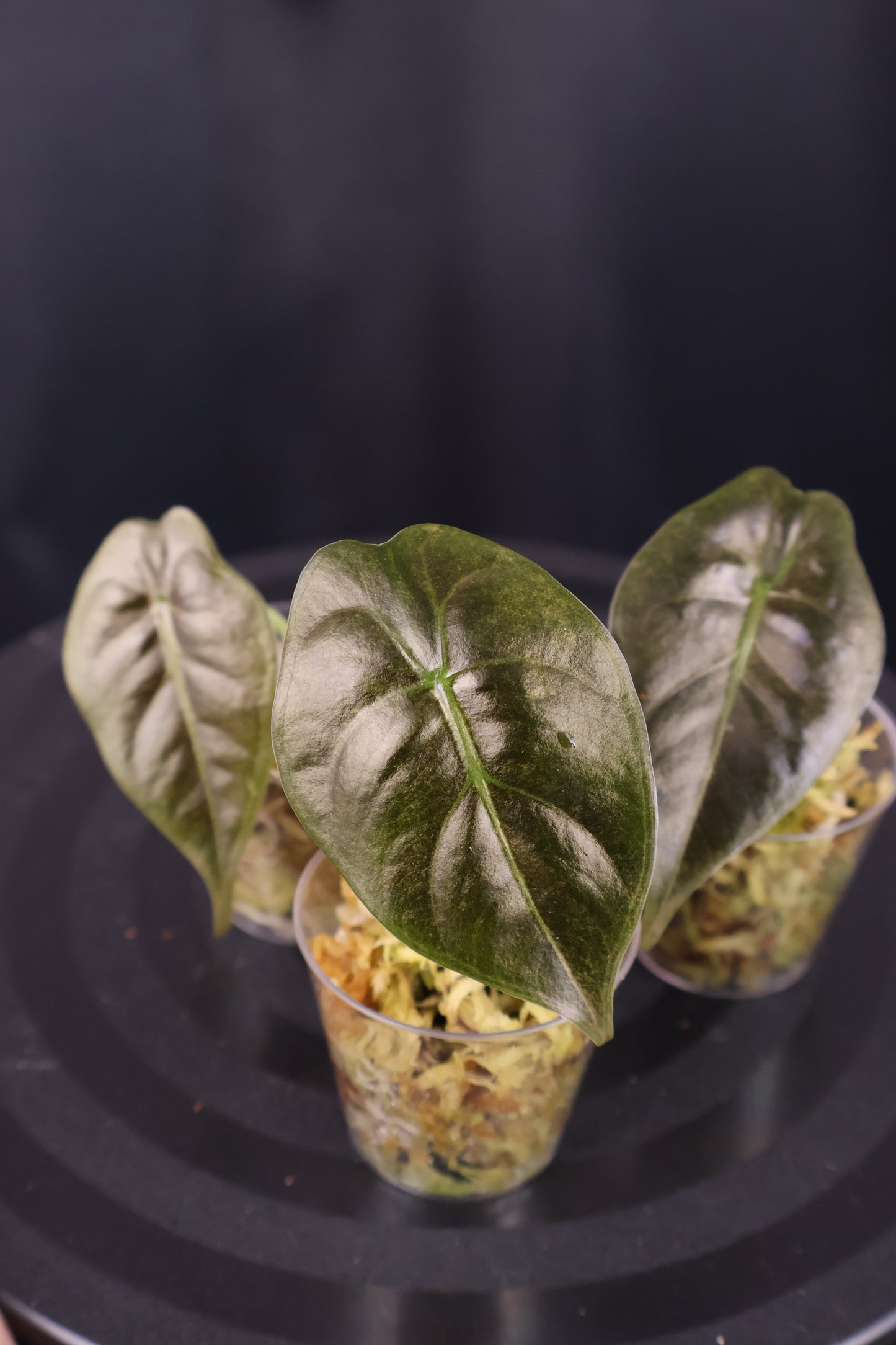 Close-up of 3 alocasia golden bone pink splash plants against a dark background