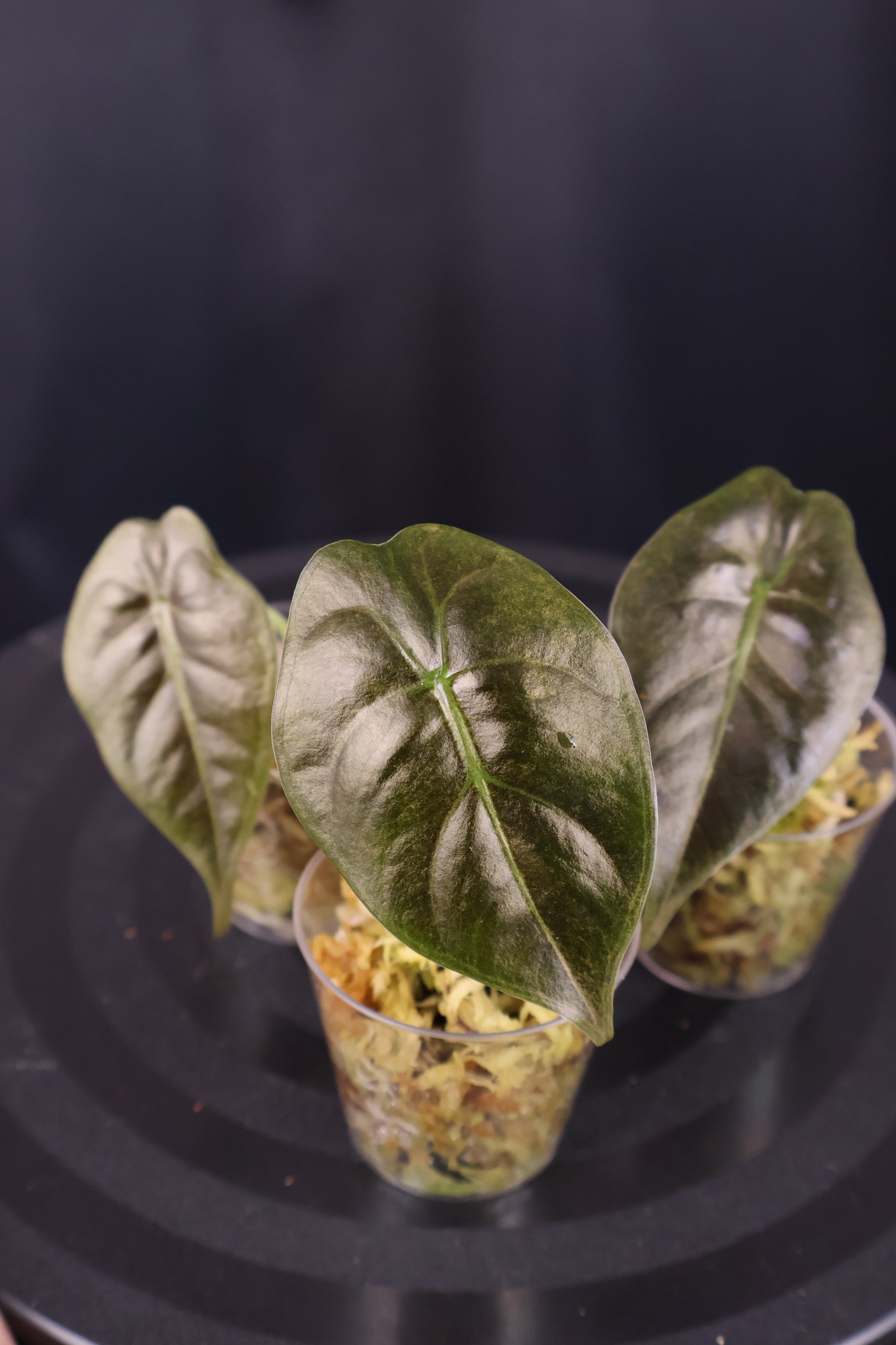 Close-up of 3 alocasia golden bone pink splash plants against a dark background