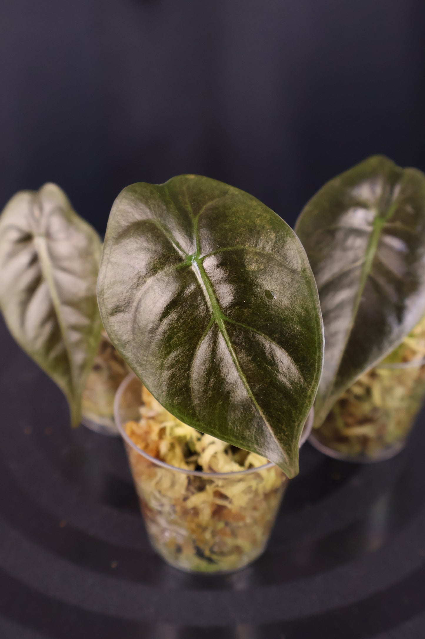 Close-up of 3 alocasia golden bone pink splash plants against a dark background