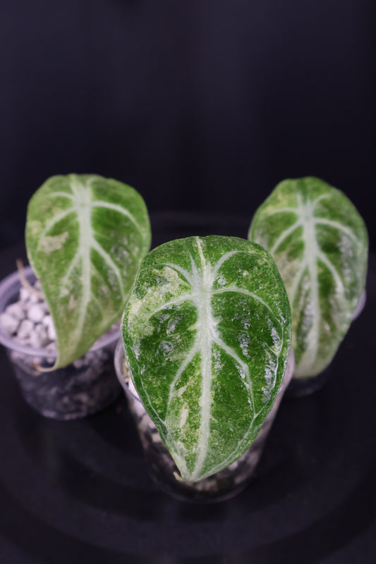 Alocasia reginula 'Ninja' tricolor splash *Grower's Choice*