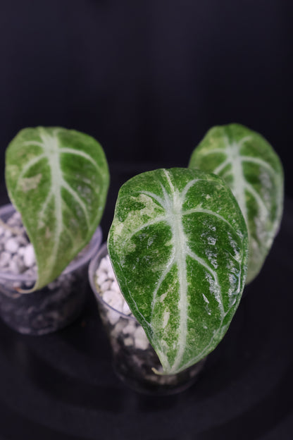 Alocasia reginula 'Ninja' tricolor splash *Grower's Choice*