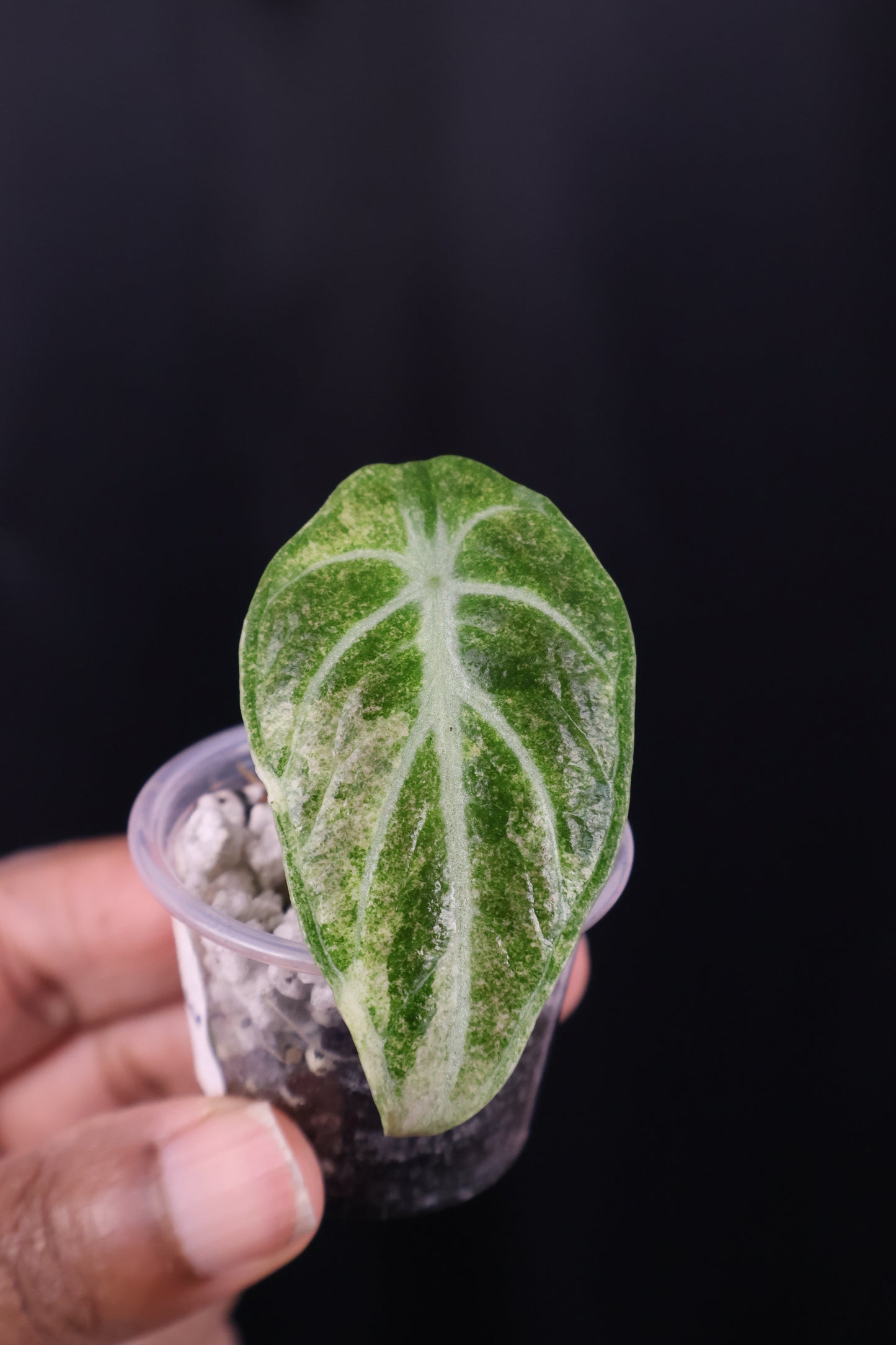 Alocasia reginula 'Ninja' tricolor splash *Grower's Choice*