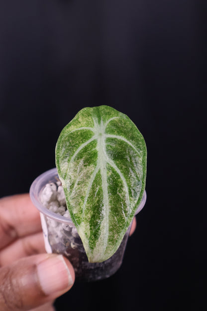 Alocasia reginula 'Ninja' tricolor splash *Grower's Choice*