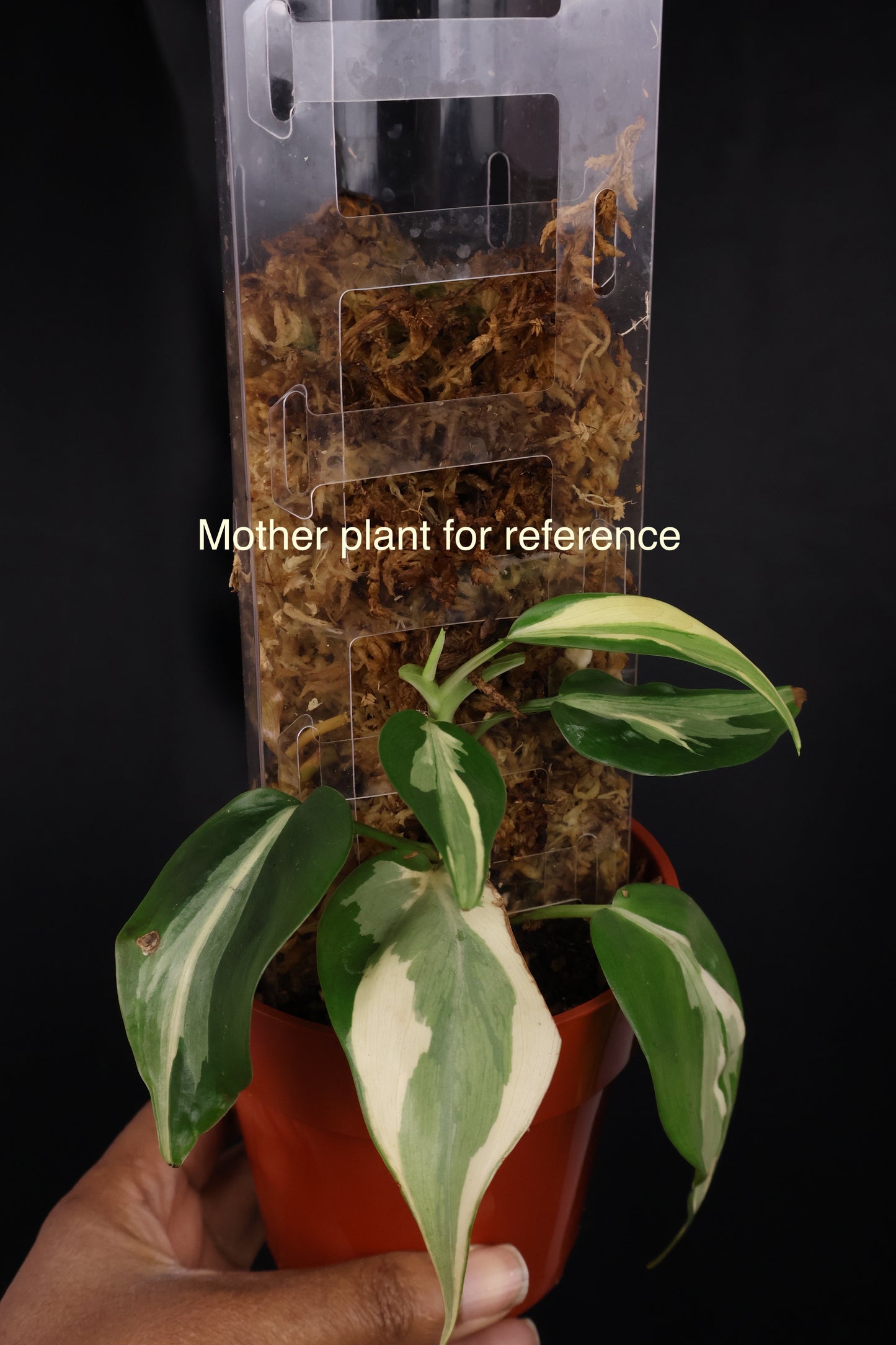 Philodendron hederaceum 'Rio' (m04-A)