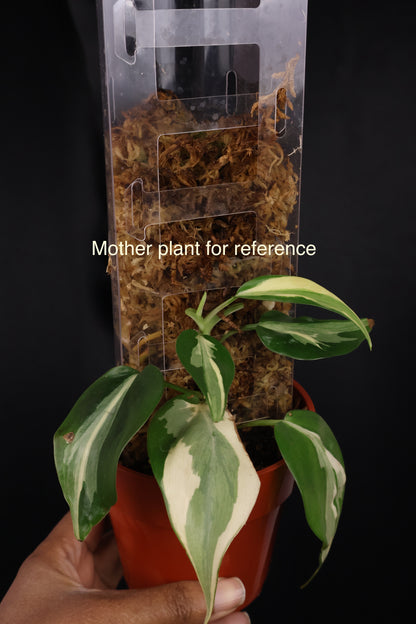 Philodendron hederaceum 'Rio' (m04-A)