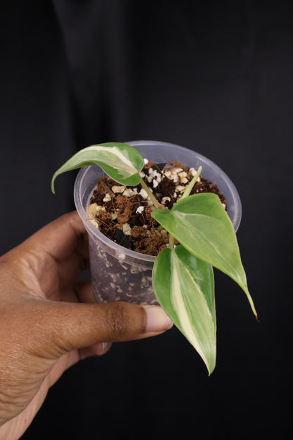 Philodendron hederaceum 'Rio' (m04-B)