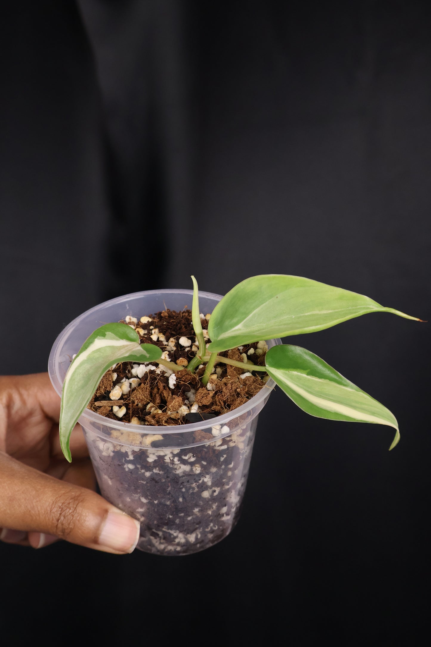 Philodendron hederaceum 'Rio' (m04-B)