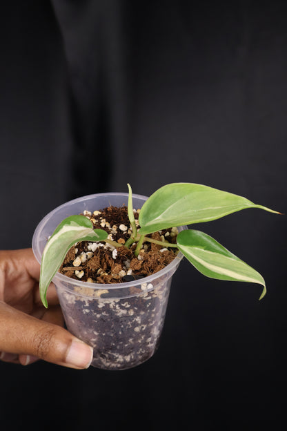 Philodendron hederaceum 'Rio' (m04-B)
