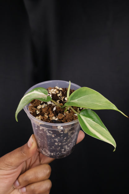 Philodendron hederaceum 'Rio' (m04-B)