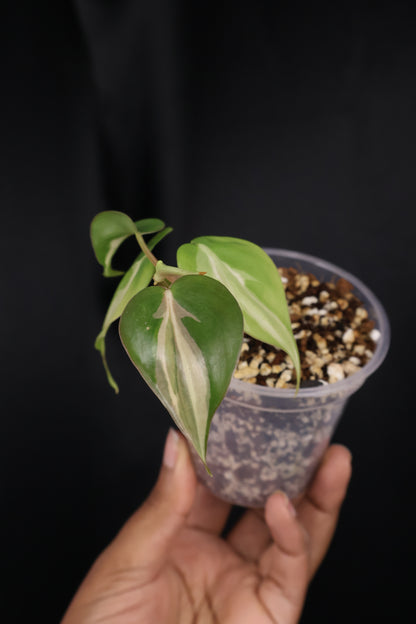 Philodendron hederaceum 'Rio' (m04-A)