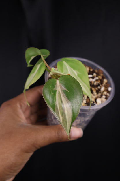 Philodendron hederaceum 'Rio' (m04-A)