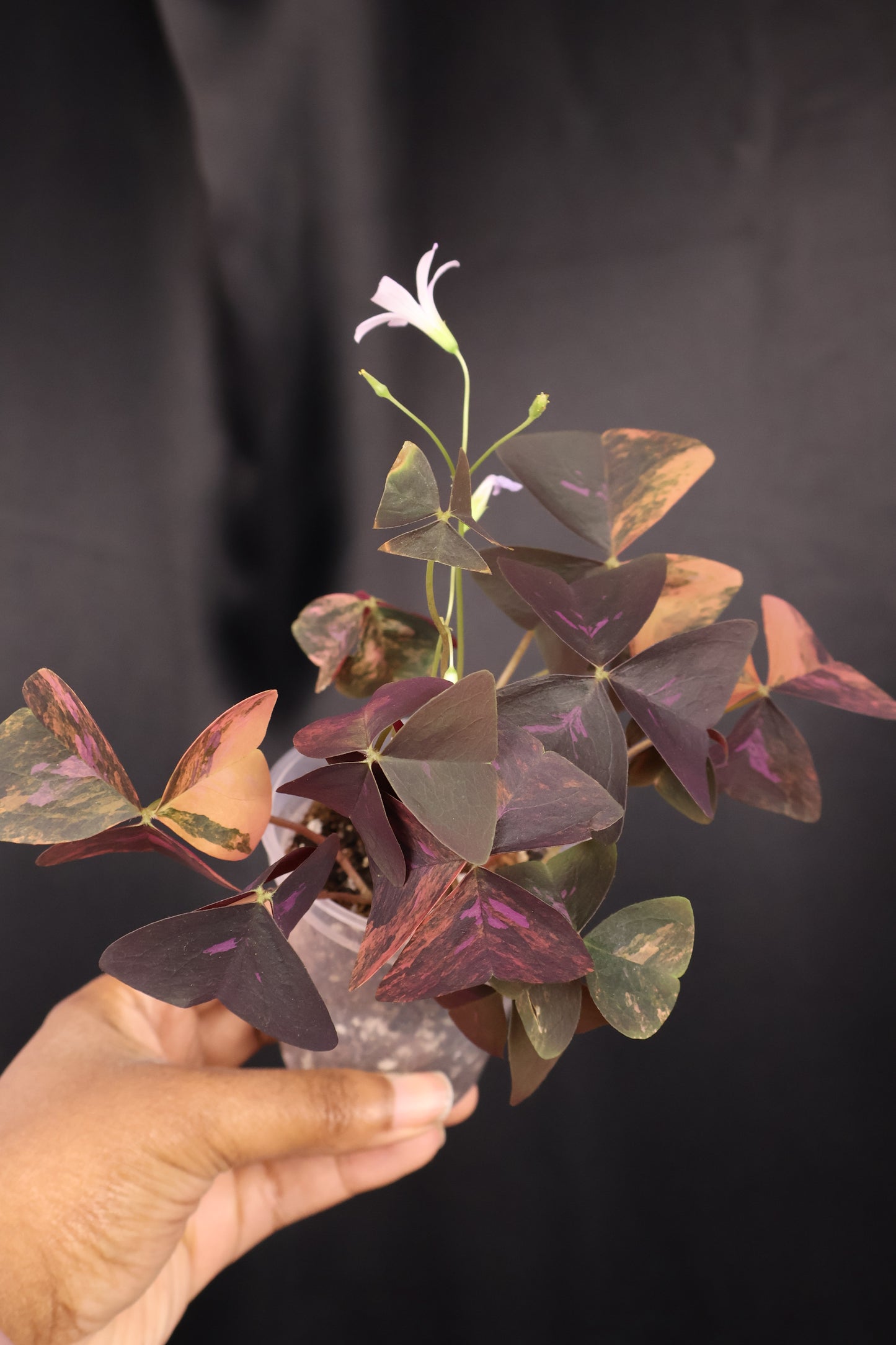 Oxalis triangularis variegated (m04-A)