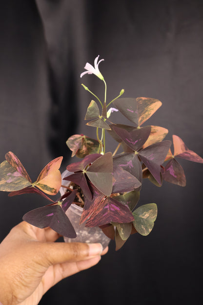 Oxalis triangularis variegated (m04-A)