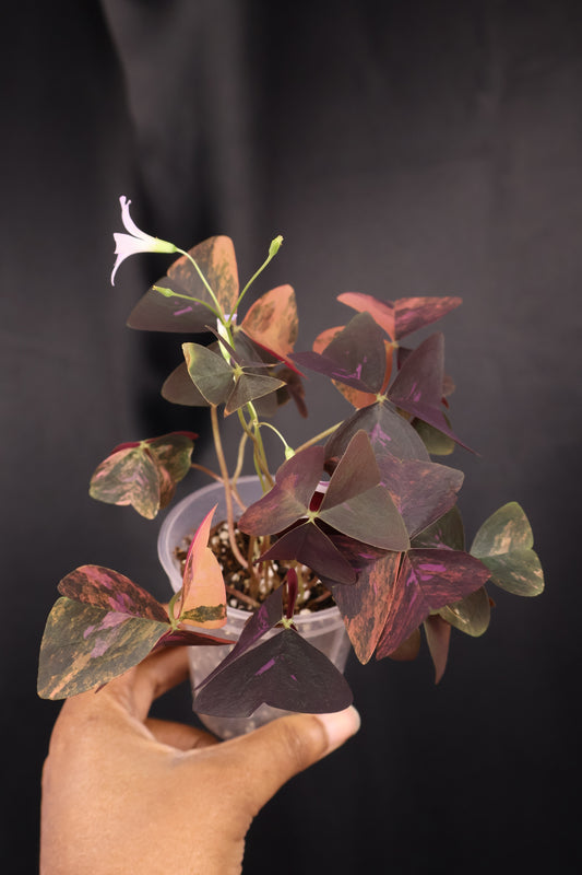 Oxalis triangularis variegated (m04-A)