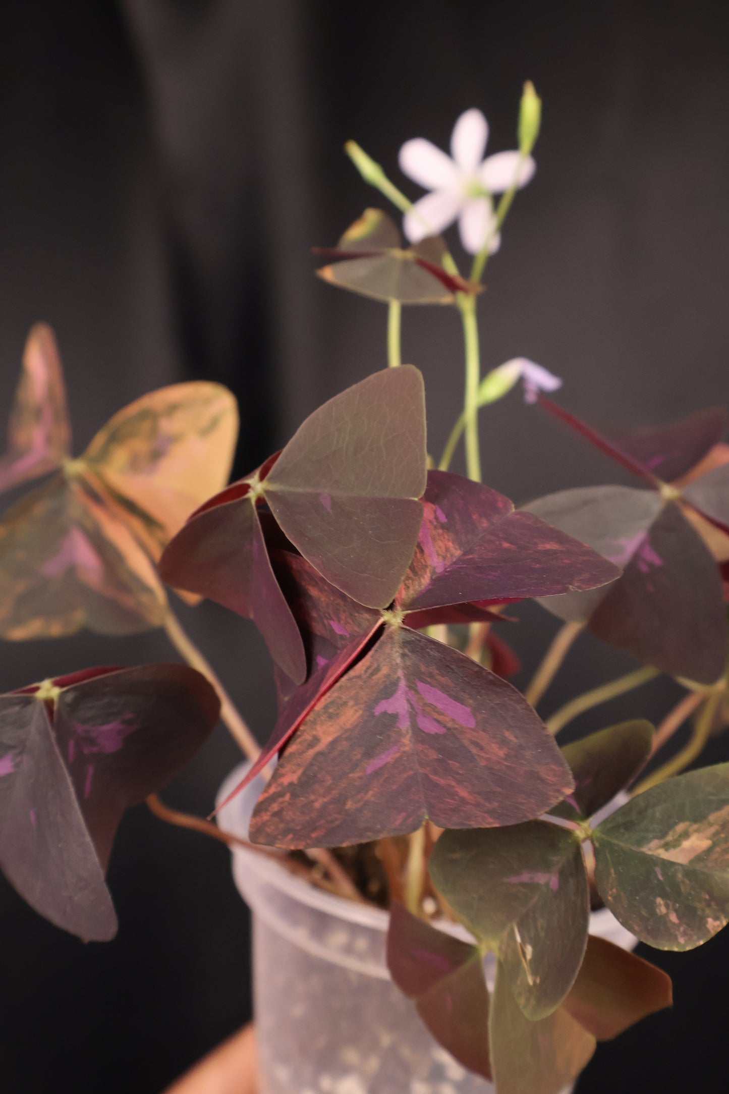 Oxalis triangularis variegated (m04-A)