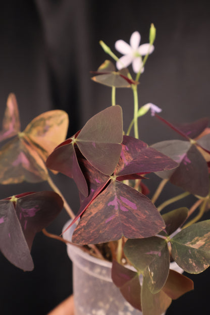 Oxalis triangularis variegated (m04-A)