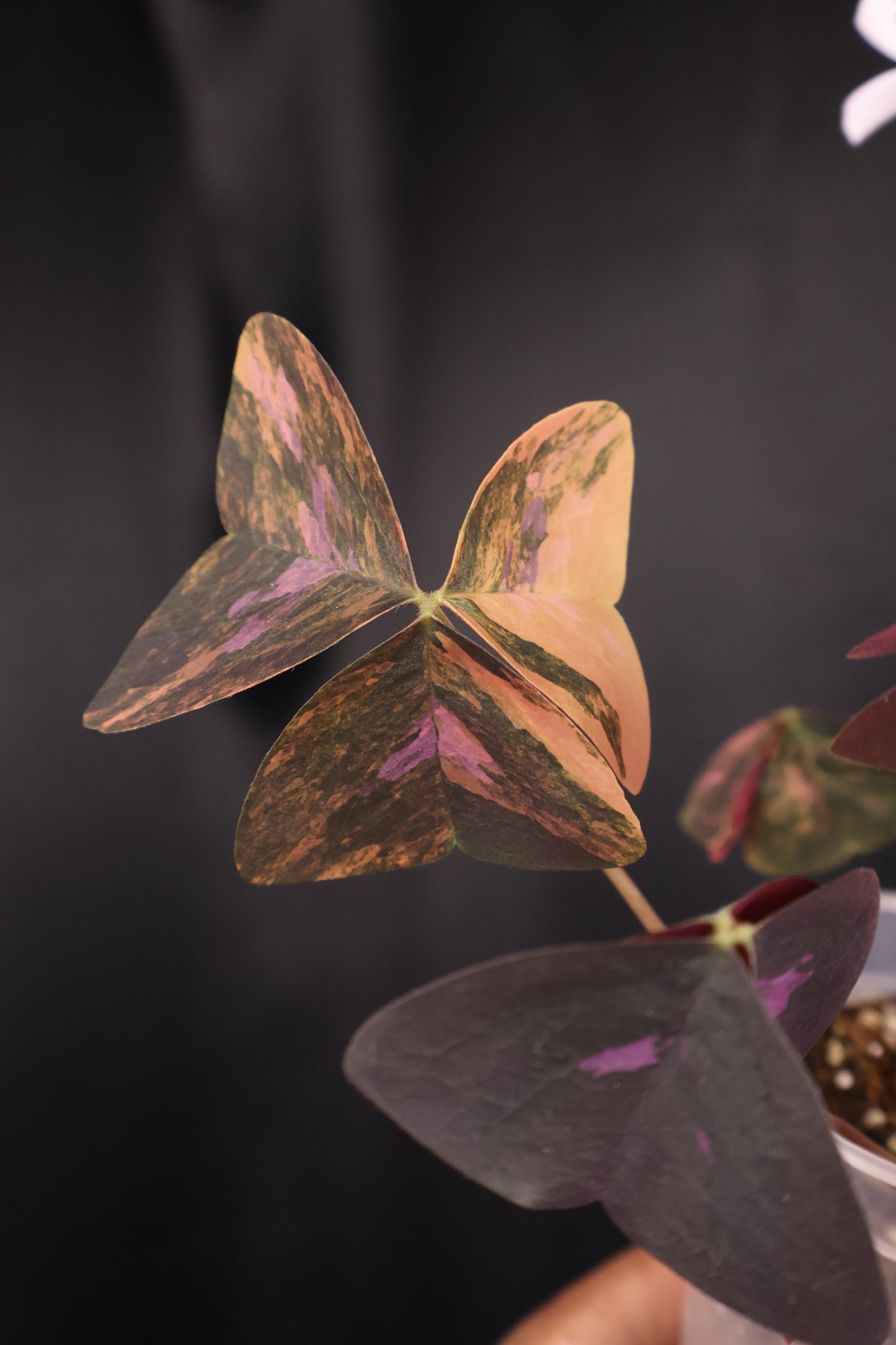 Oxalis triangularis variegated (m04-A)