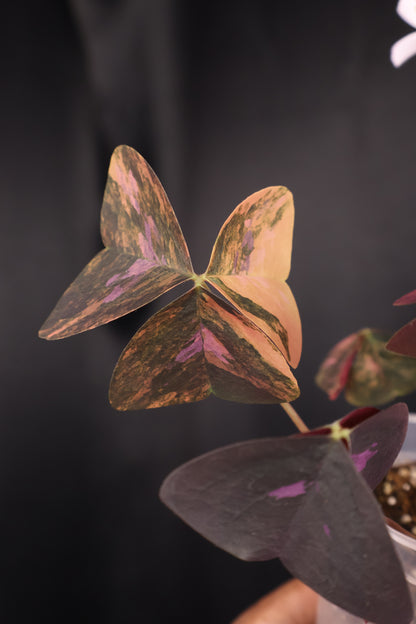 Oxalis triangularis variegated (m04-A)