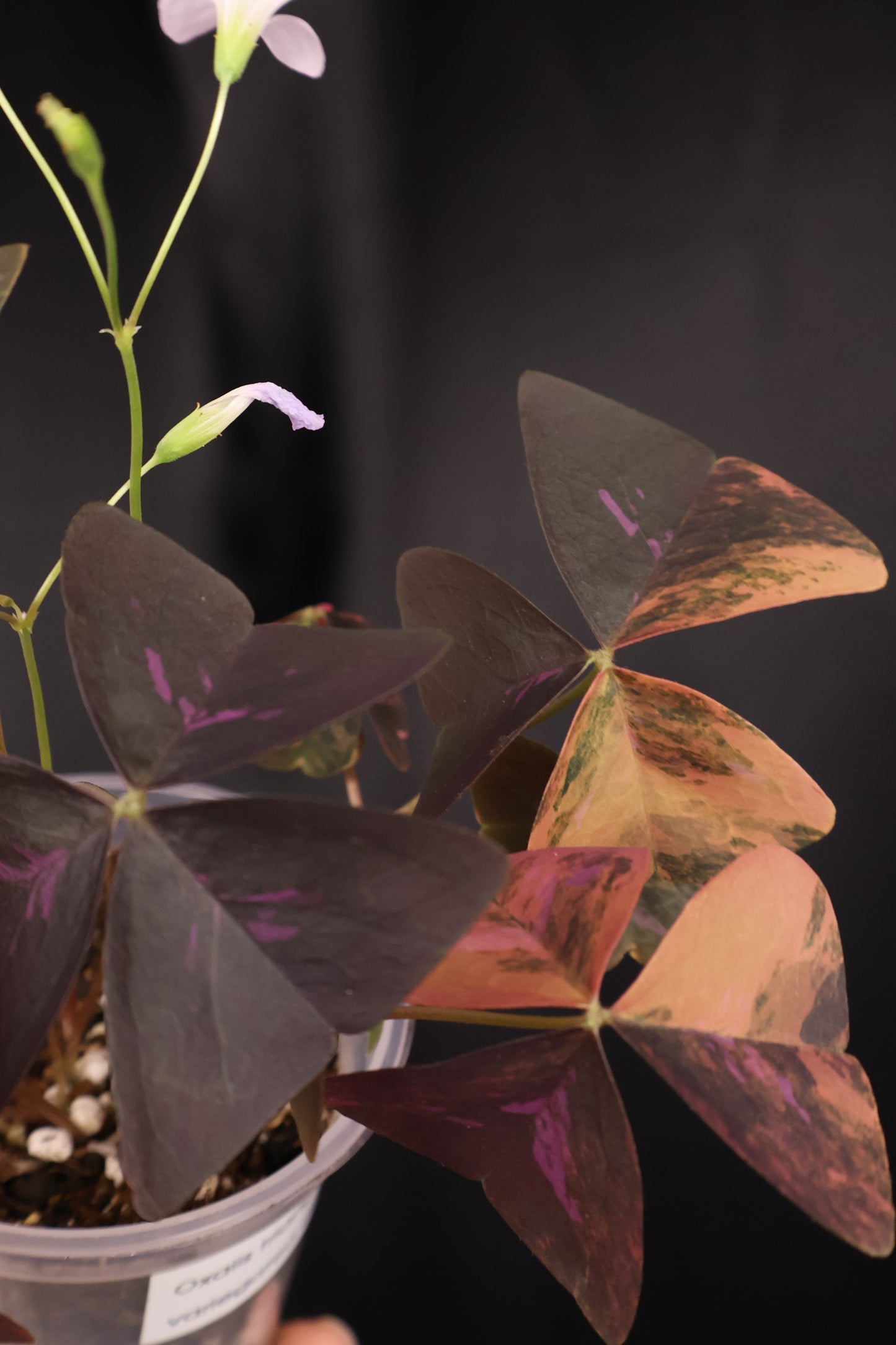 Oxalis triangularis variegated (m04-A)
