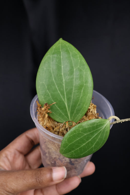 Hoya nicholsoniae (m04-A)