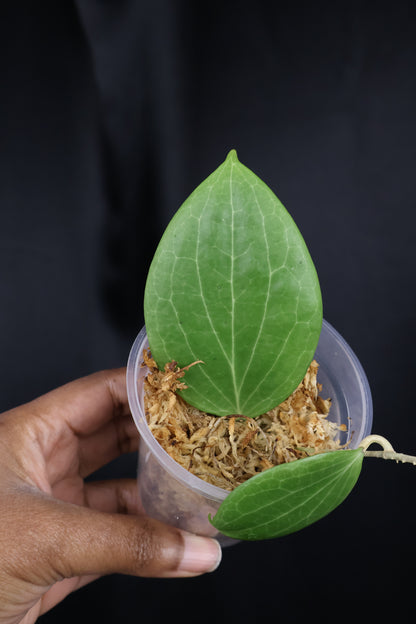Hoya nicholsoniae (m04-A)