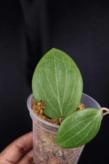 Hoya nicholsoniae (m04-A)