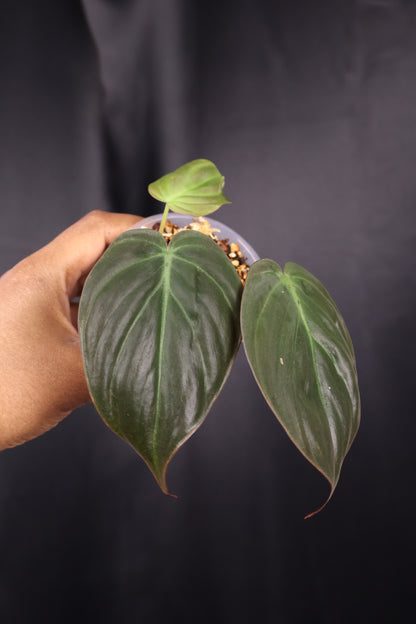 Philodendron micans *Grower's Choice*