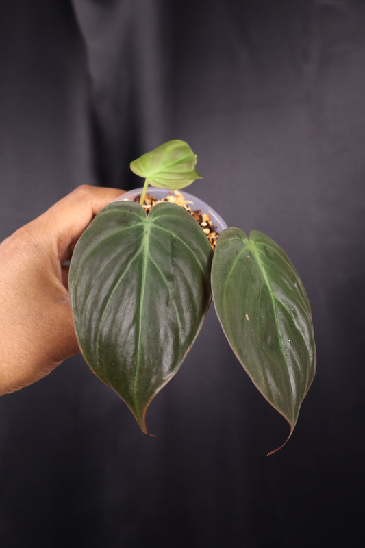 Philodendron micans *Grower's Choice*