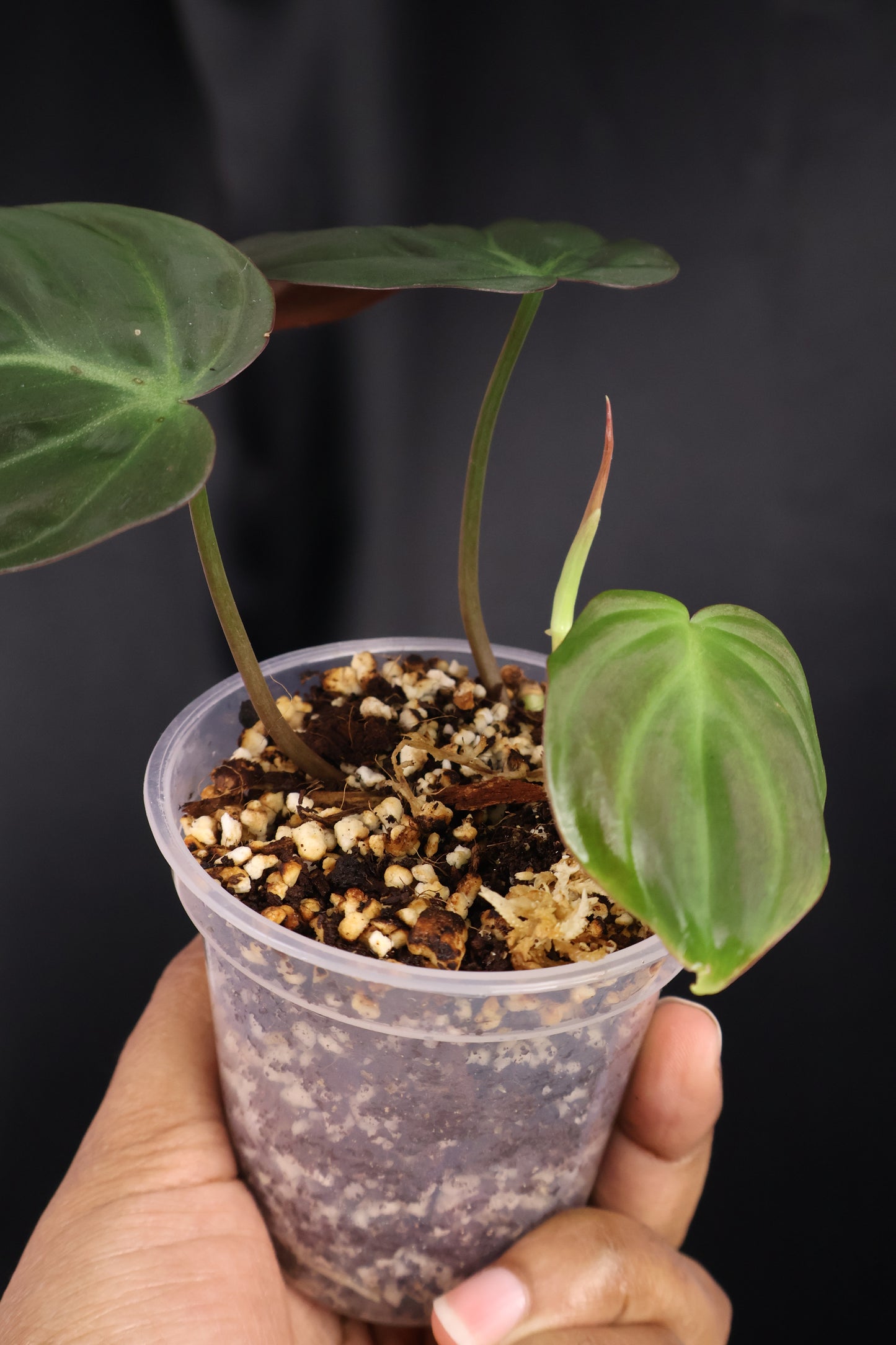 Philodendron micans *Grower's Choice*