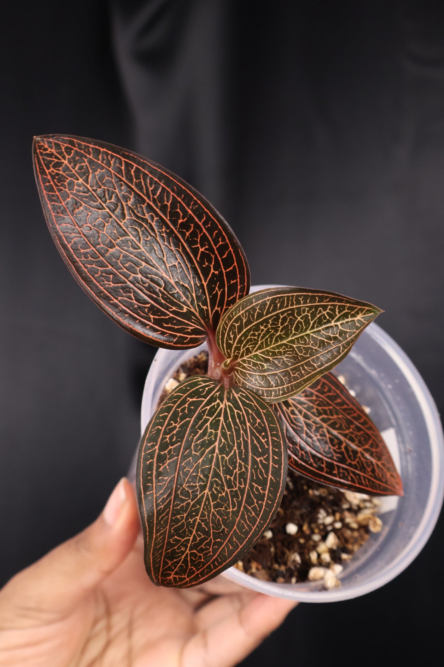 Ludisia 'Dragon Fire' *Grower's Choice*