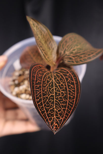 Ludisia 'Dragon Fire' *Grower's Choice*